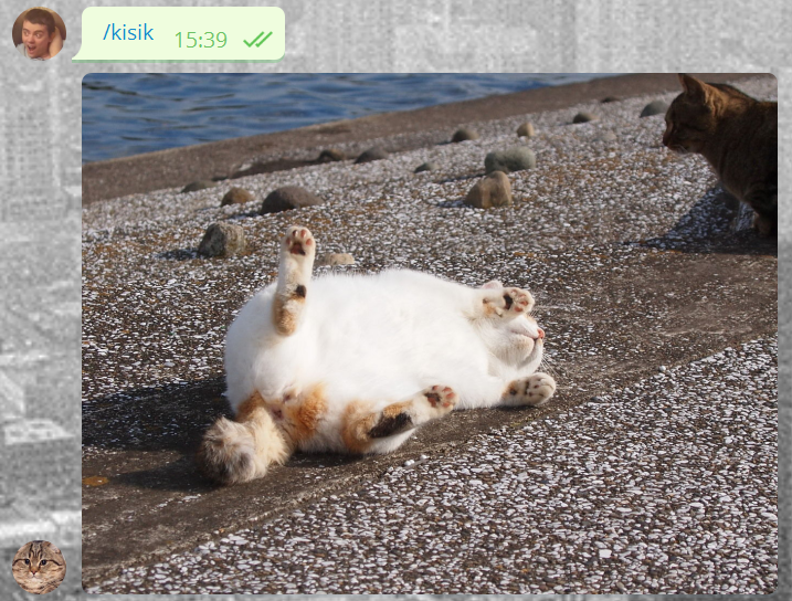 Скриншот переписки из Telegram, пользователь отправляет сообщение '/kisik', бот в ответ присылает картинку с котиком